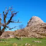 Rocalva fb img 1770562702111 rocalvacapa