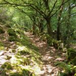 druidas 4ma