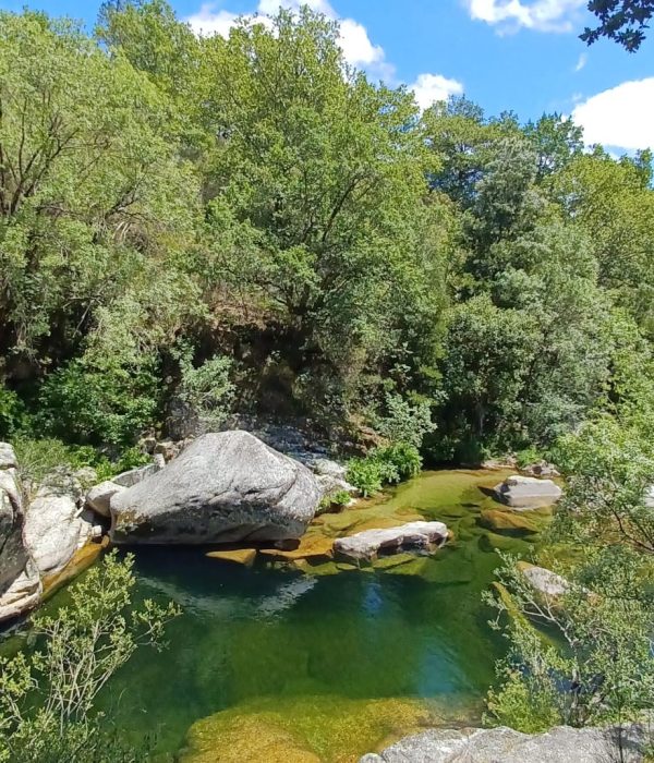 druidas capa2