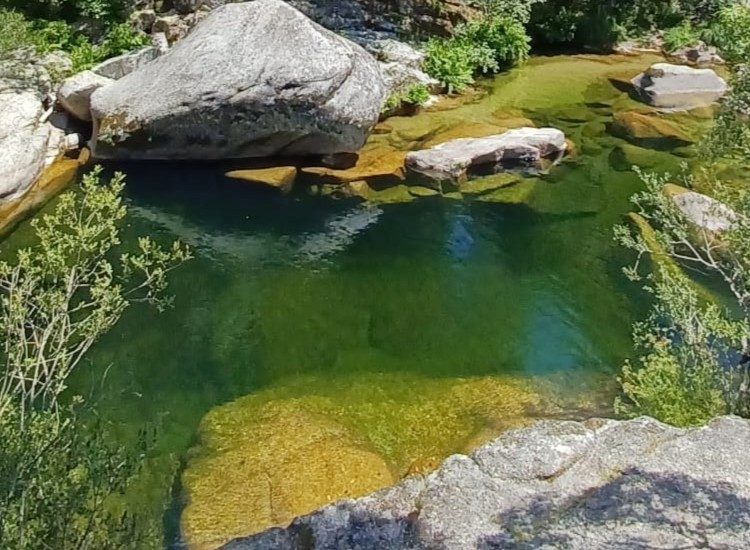 druidas capa4