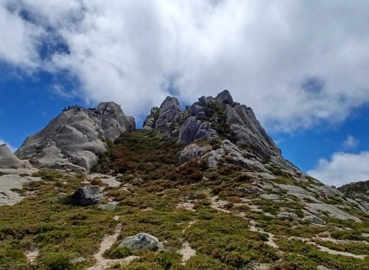 nevosa capama